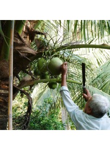 Coconut Water, 330ml