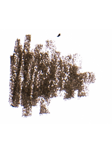 Kulmupliiats, pruun Kulmupliiats, pruun