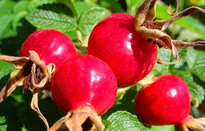 Rose hips 2 mar 12