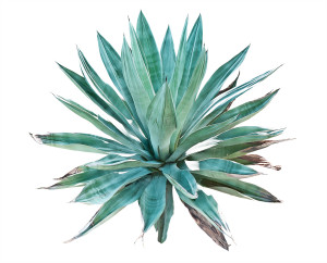 Blue agave on a white background