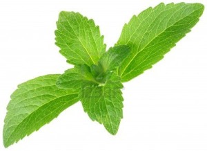 stevia_plant