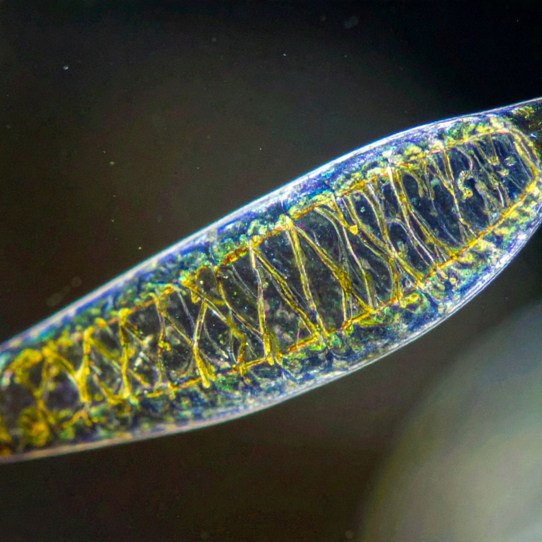 Fütoplankton ehk ränivetikas