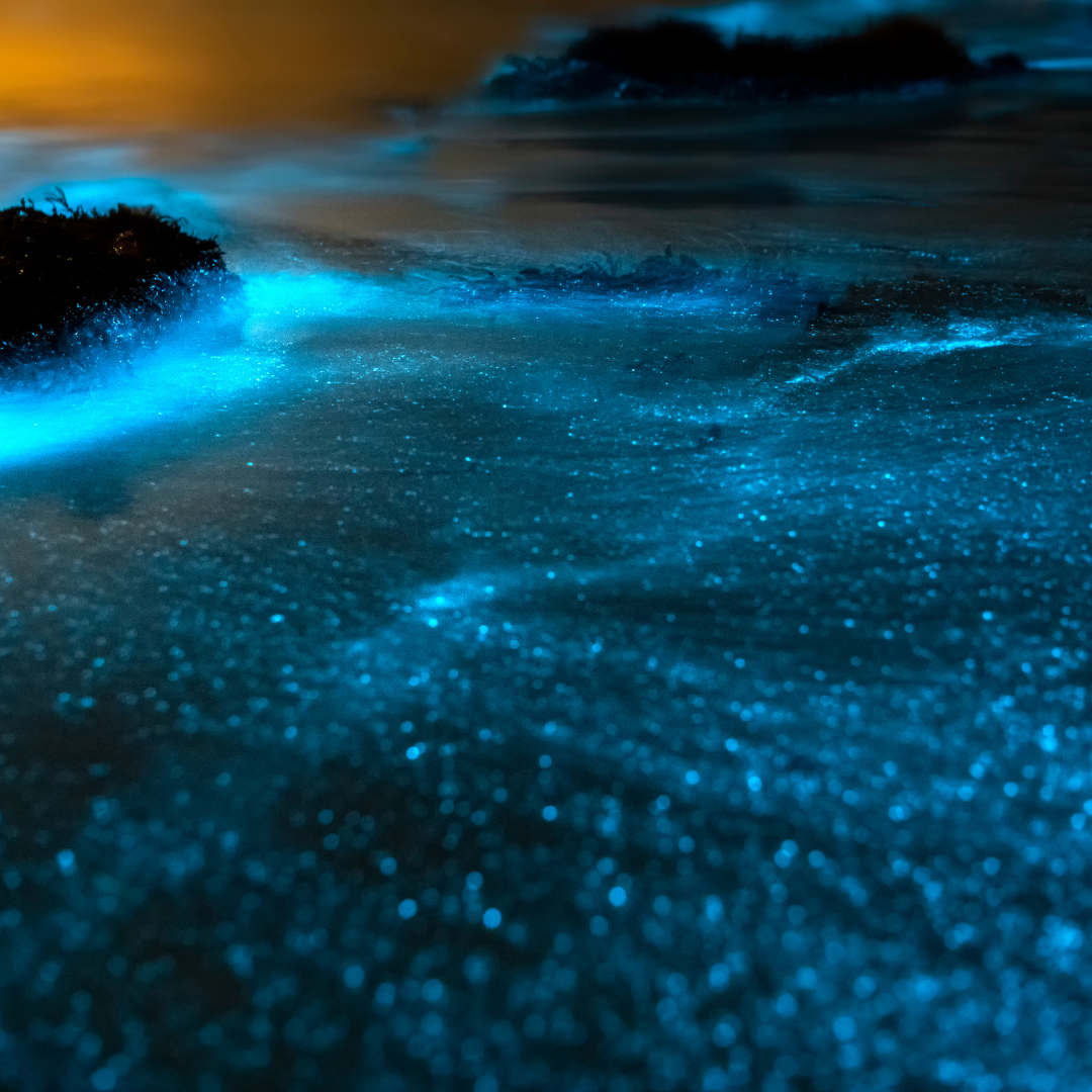 Helendav fütoplankton