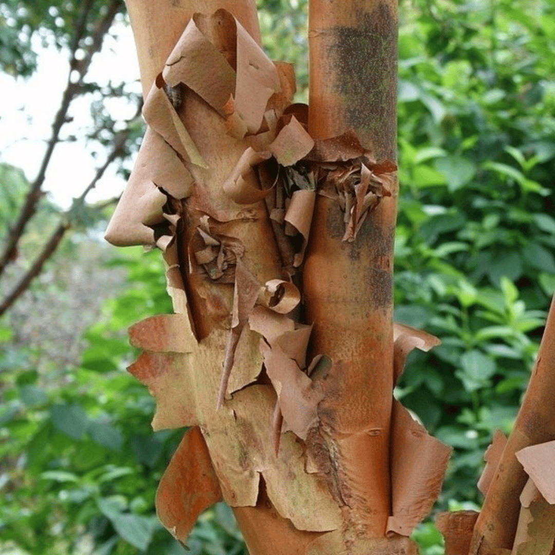 Kaneelipuu looduslikus keskkonnas
