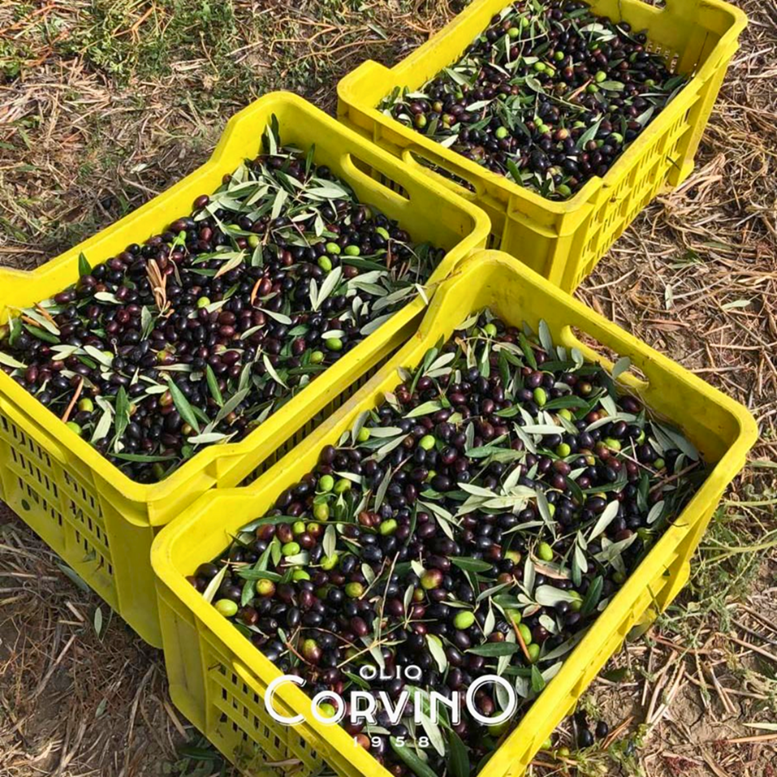 Värskelt korjatud maheoliivid