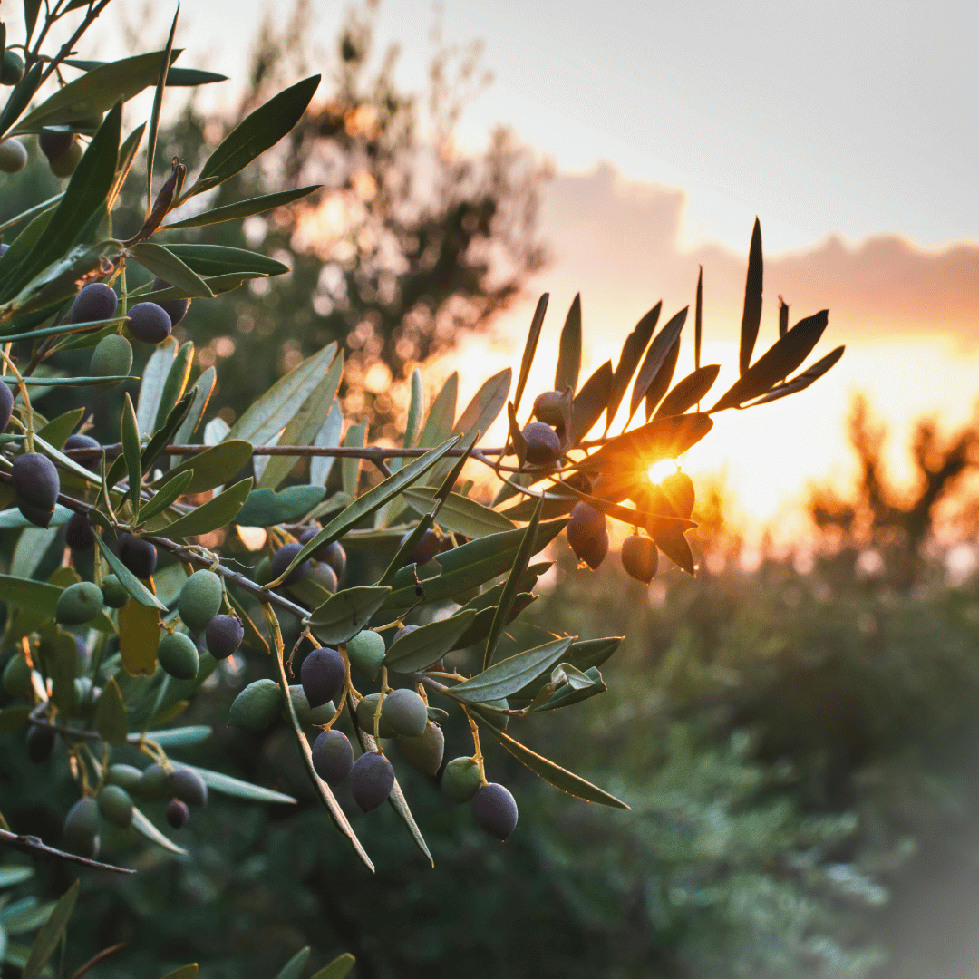 Itaalia oliiviõli traditsioon