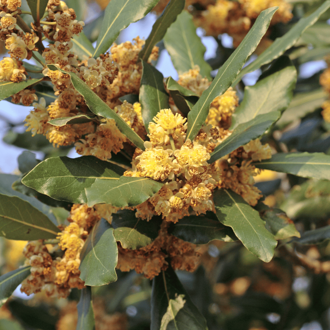 Loorberipuu ja looduslik Aleppo seebikompositsioon