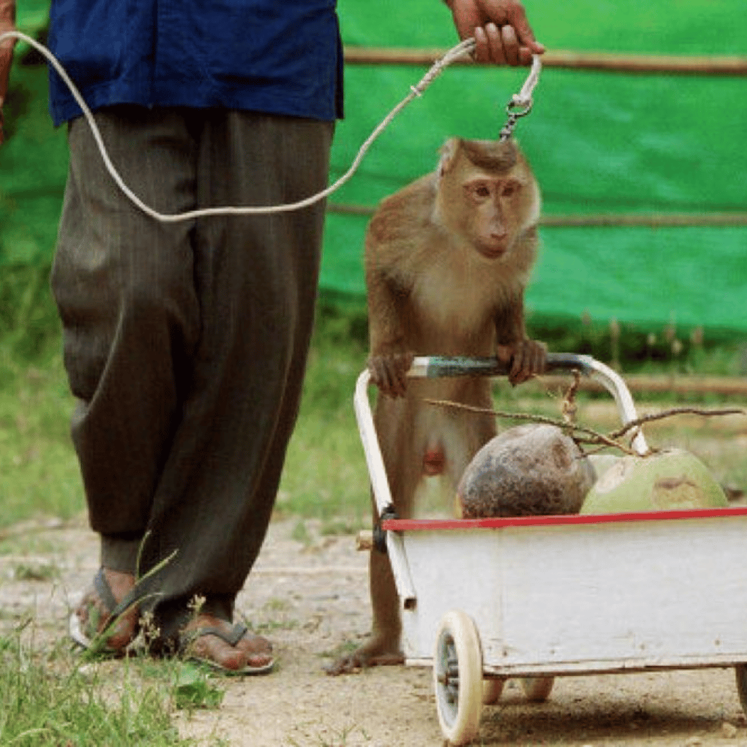 Ahv kookospähkleid korjamas