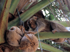 ahv kookospähkleid korjamas kookospähklifarmis Aasias