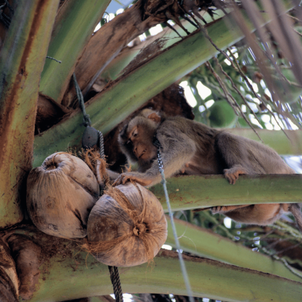 ahv kookospähkleid korjamas kookospähklifarmis Aasias