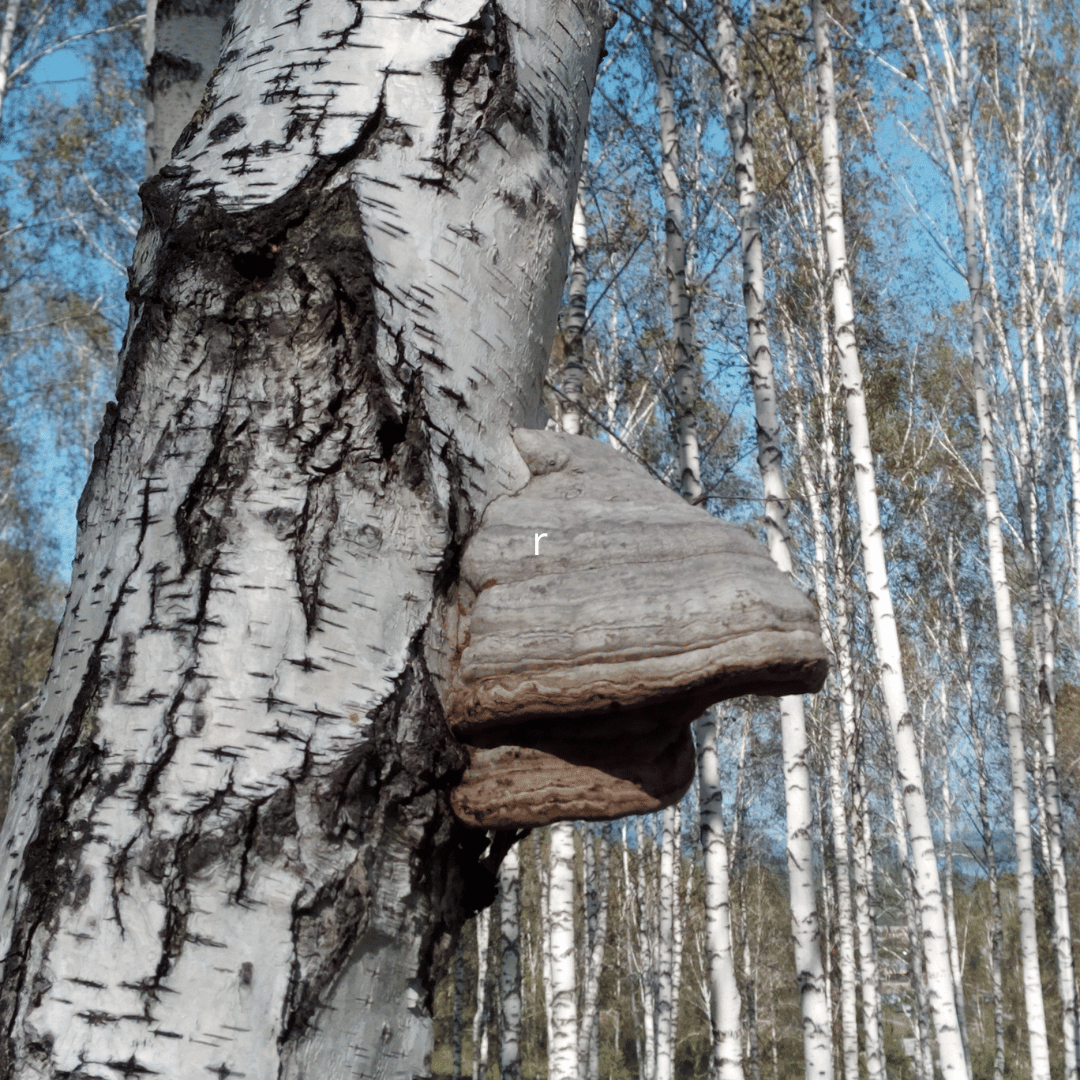 Kasekäsn