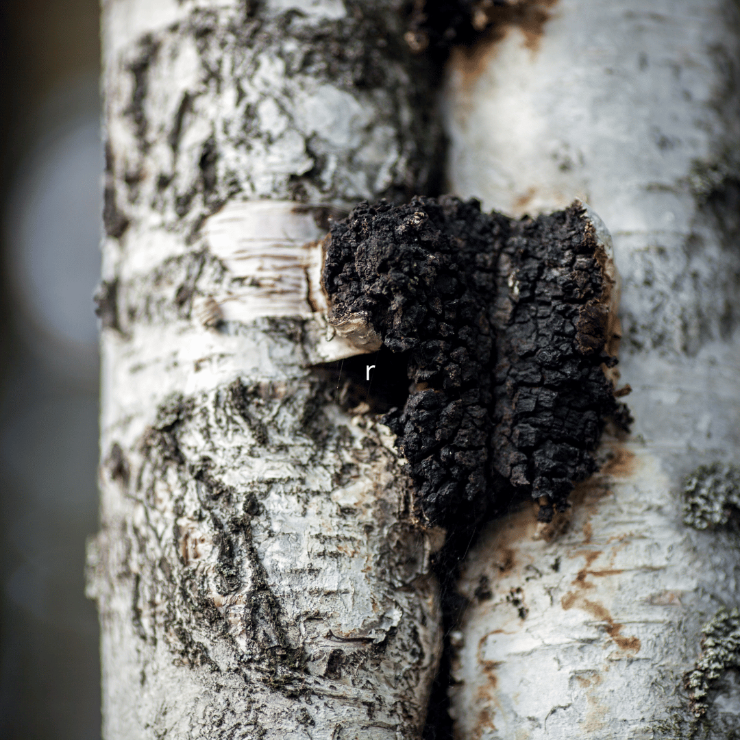 Chaga ehk must pässik