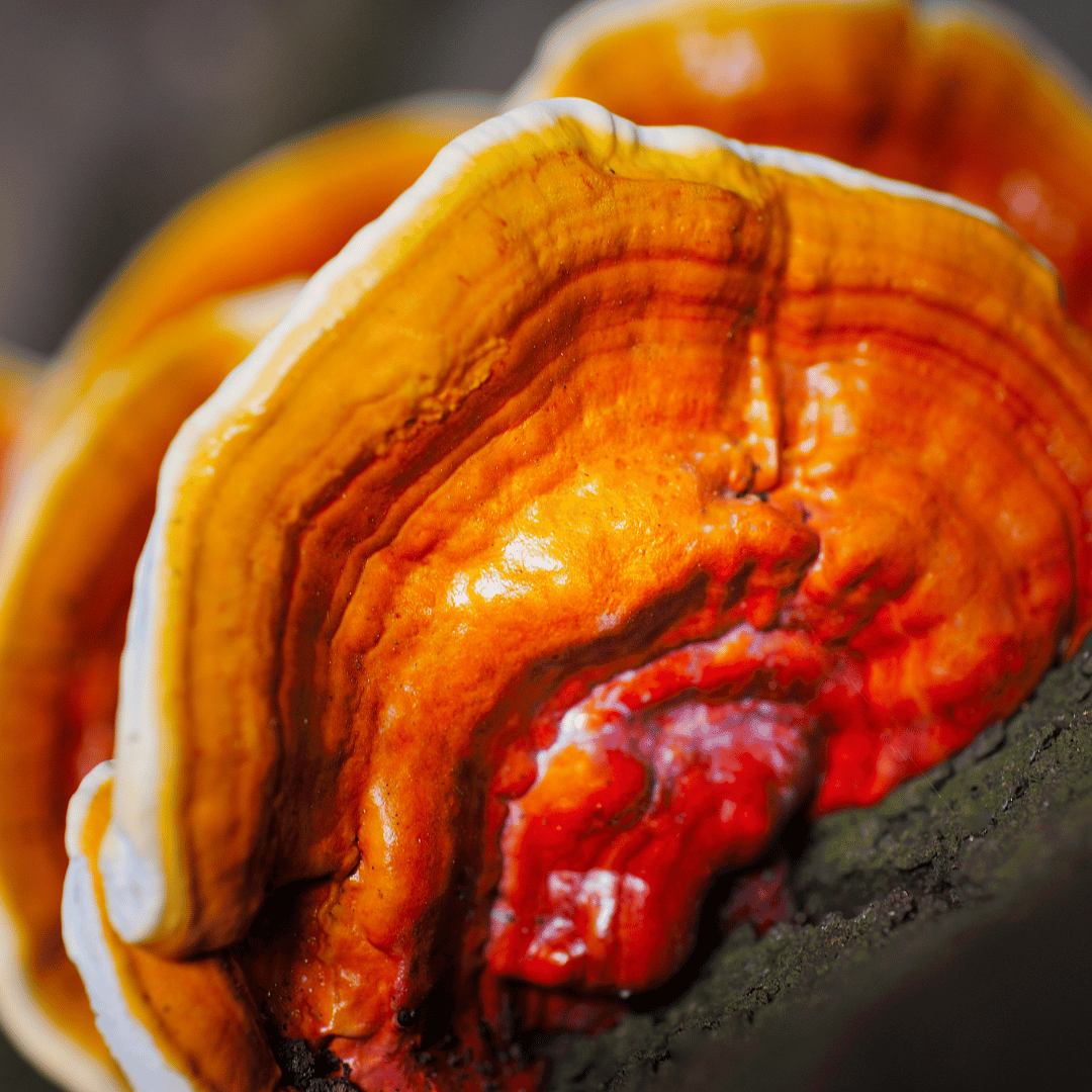 Reishi seen